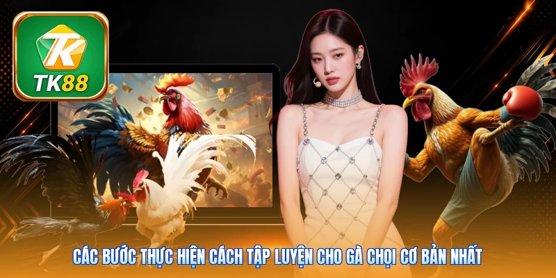 Các bước thực hiện cách tập luyện cho gà chọi cơ bản nhất
