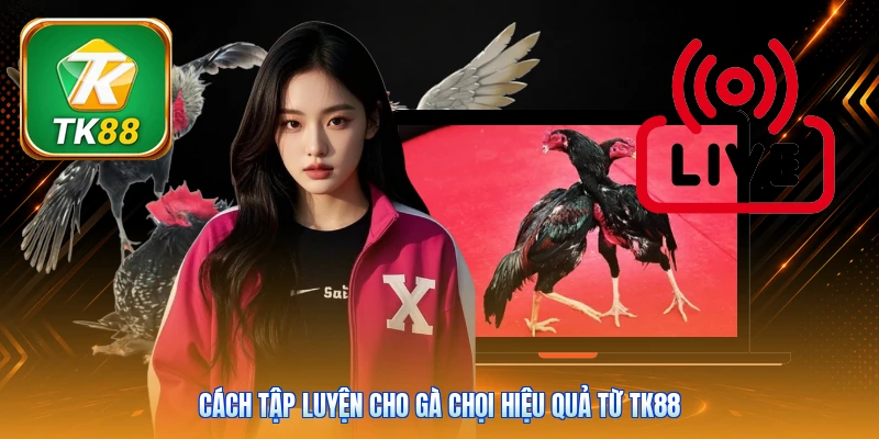 Cách tập luyện cho gà chọi hiệu quả từ Tk88