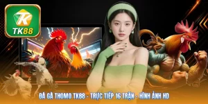 Đá Gà Thomo Tk88 | Trực Tiếp 16 Trận - Hình Ảnh HD